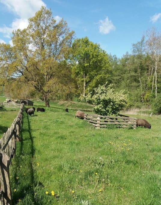 Exklusivewohnung Mitten In Der Natur - Ruth'S Nest Babelin Esterno foto